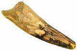 Spinosaurus Tooth - Real Dinosaur Tooth #192031-1